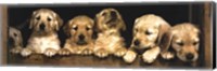 Golden Retriever Puppies Fine Art Print
