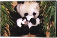 Panda Mother And Baby Wall Poster