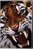 Bengal Tiger Close-Up Wall Poster