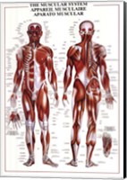 Muscular System Wall Poster