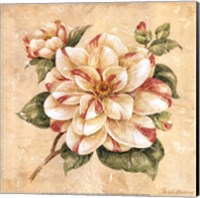 Camellia Fine Art Print
