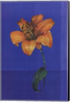 Flower on Blue Fine Art Print