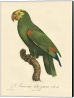 Parrot, PL 86 Fine Art Print