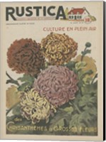 Plantez Des Chrysanthemes Fine Art Print
