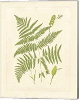Ferns with Platemark I Fine Art Print