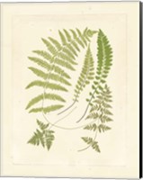 Ferns with Platemark II Fine Art Print