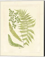 Ferns with Platemark III Fine Art Print