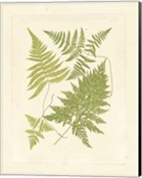 Ferns with Platemark VI Fine Art Print