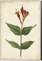Vibrant Curtis Botanicals III Fine Art Print