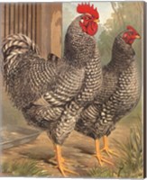Cassell's Roosters II Fine Art Print
