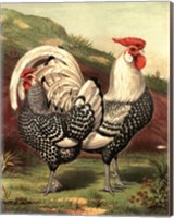Cassell's Roosters III Fine Art Print