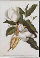 Magnolia Altissima Fine Art Print