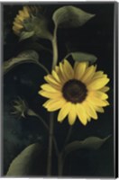 Two Sunflower Stems Fine Art Print