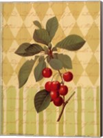 Botanical Cherries Fine Art Print