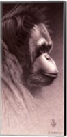 Jo-Jo, the Orangutan Fine Art Print
