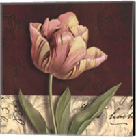 Postcard Tulip Fine Art Print