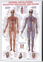 Circulatory System Fine Art Print