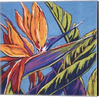 Birds of Paradise - Turquoise Fine Art Print