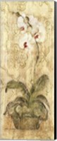 Esprit Phalaenopsis Panel Fine Art Print