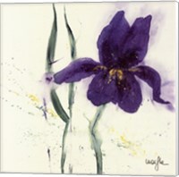 Iris II Fine Art Print