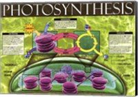 Photosynthesis Fine Art Print