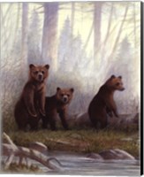 Grizzly Cubs Fine Art Print