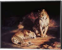 Pair Of Leopards Fine Art Print