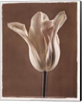 Lumiere Tulip I Fine Art Print