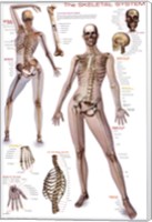 Skeletal System Wall Poster