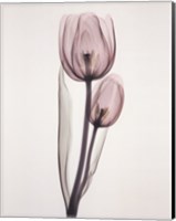 Tulipa Two Fine Art Print