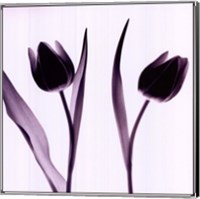 Tulip Impressions IV Fine Art Print