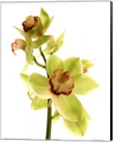 Pale Orchid Fine Art Print