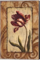 Classic Tulip II Fine Art Print
