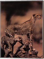 African Cheetah Fine Art Print