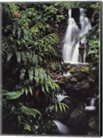 Rainforest Waterfall, Hawaii Fine Art Print