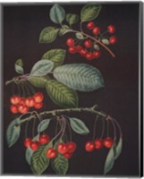 Cherries (A) Fine Art Print