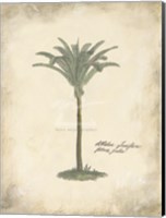 Fibres Palm Fine Art Print