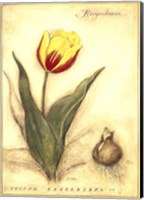 Keizerskroon Tulip Fine Art Print