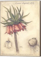 Crown Imperial Lily Fine Art Print