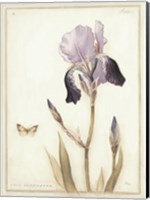 Purple Iris with Beard II Fine Art Print