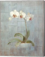 Elegant Orchids II Fine Art Print