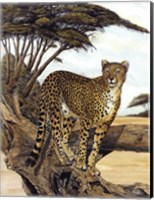 Cheetah Gazing Fine Art Print