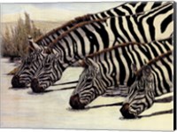 Four Zebras Drinking Fine Art Print