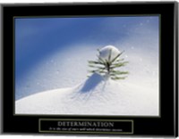 Determination - Little Pine Fine Art Print
