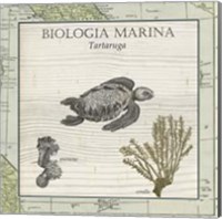 Biologia Marina IV Fine Art Print