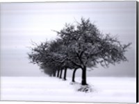 Winter Tree Line I Fine Art Print