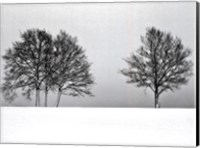 Winter Tree Line II Fine Art Print