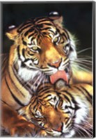 Tigers - Mother's Love Wall Poster