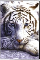 White Tiger Wall Poster