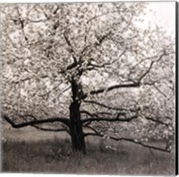 Apple Tree In Bloom Fine Art Print